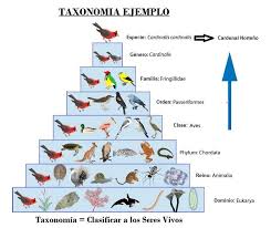 Ejemplo de taxonomía (clasificación de los seres vivos)